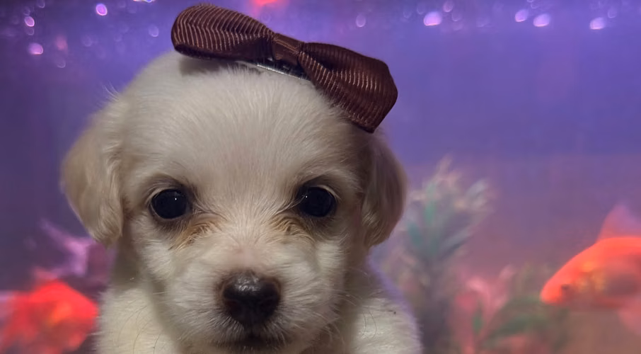 Hermosa hembra maltipoo con su tarjeta