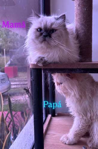 Disponible Hermoso Gatito Persa Himalayo Extremo!  - Imagen 5