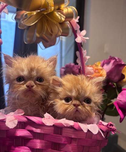 Disponible Hermoso Gatito Persa Himalayo Extremo!  - Imagen 2