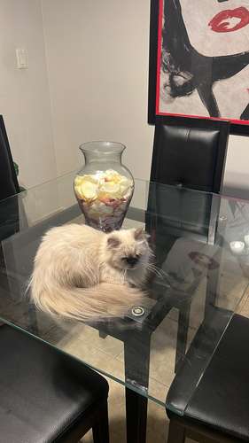 Disponible Hermoso Gatito Persa Himalayo Extremo!  - Imagen 4