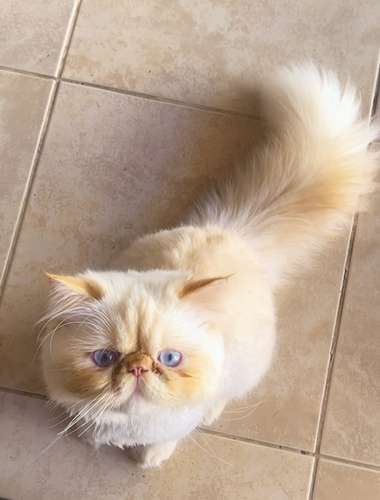 Disponible Hermoso Gatito Persa Himalayo Extremo!  - Imagen 3