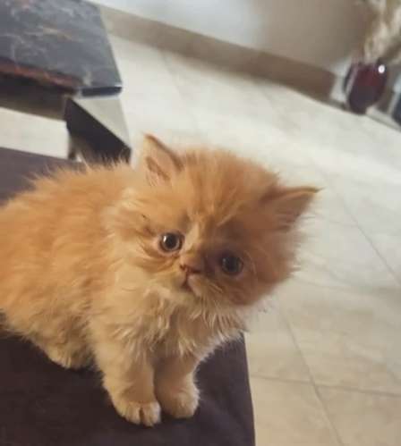 Available Beautiful Gatito Persian Himalayo Extreme!
