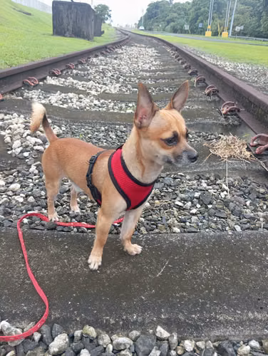 Este precioso bebe chihuahua cabeza de venado  busca novia, gente responsable el perrito tiene sus certificados de salud