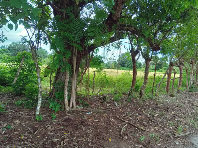 ALANJE / EL TEJAR CHIRIQUÍ VENDO TERRENO - Imagen 6
