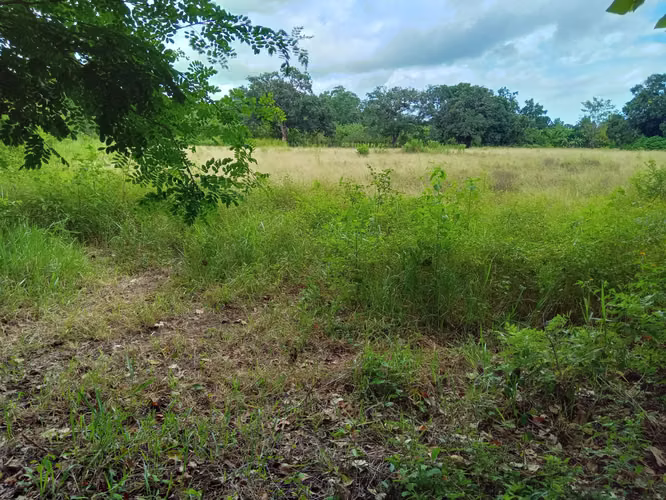 ALANJE / EL TEJAR CHIRIQUÍ VENDO TERRENO - Imagen 3