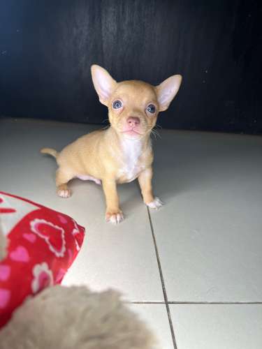 Chihuahua toys hembra y Machito - Imagen 2