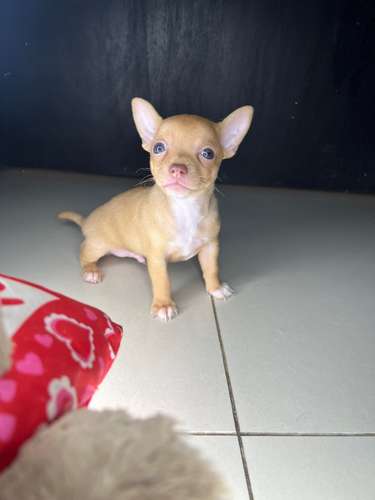 Chihuahua toys Machito