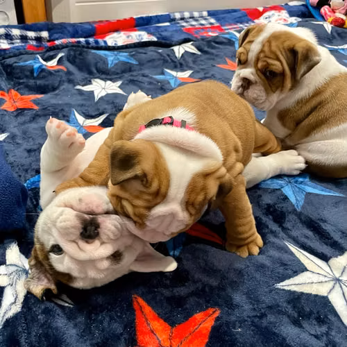 Hay cachorros de bulldog inglés de pura raza disponibles. - Imagen 3