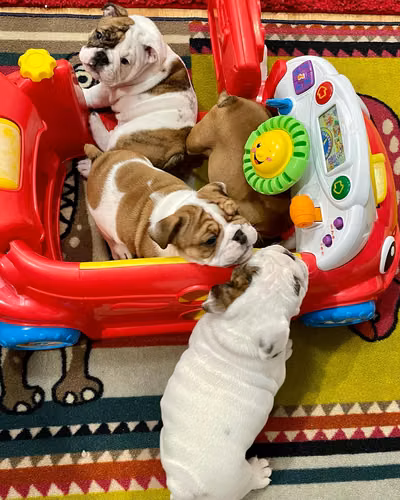 Hay cachorros de bulldog inglés de pura raza disponibles.