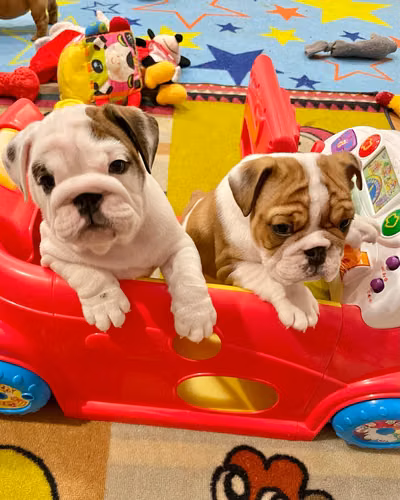 Hay cachorros de bulldog inglés de pura raza disponibles. - Imagen 2