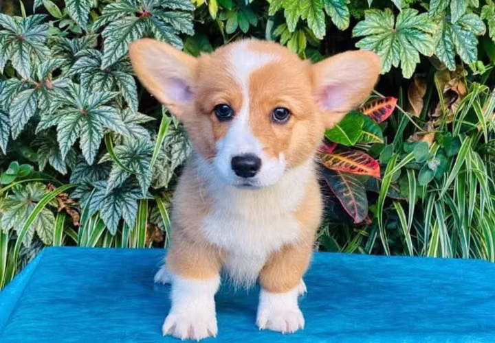 Corgies 