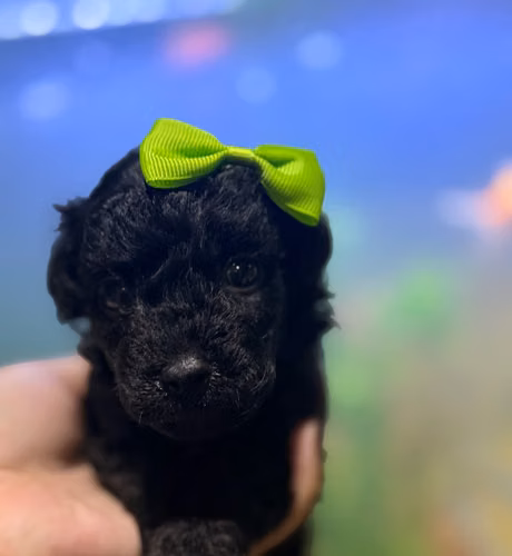 Hermosa hembra french poodle toy con su tarjeta - Imagen 4