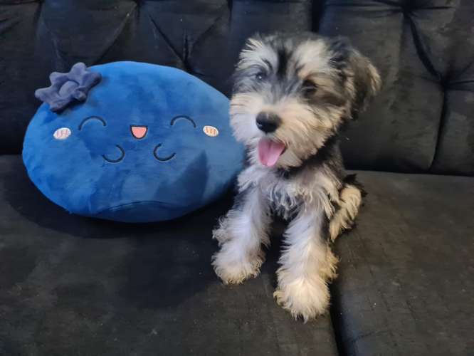 Schnauzer