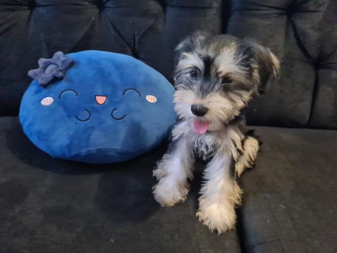 Schnauzer