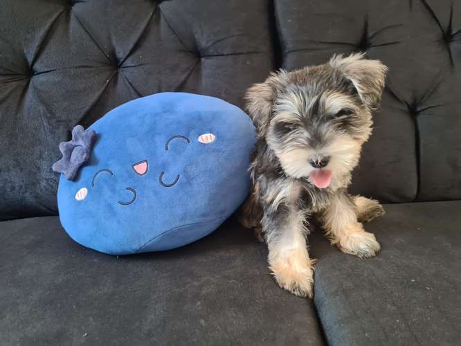 Schnauzer