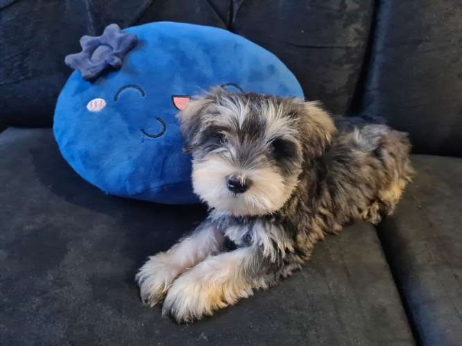 Schnauzer