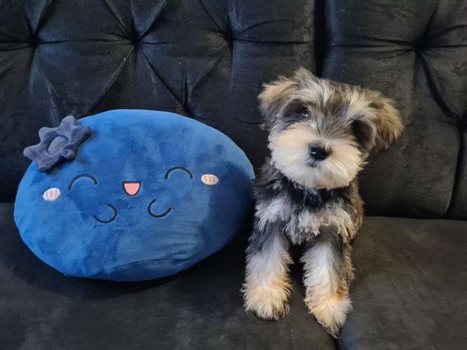 Schnauzer