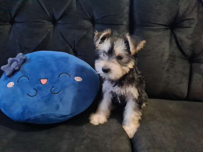 Schnauzer
