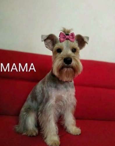 Schnauzer