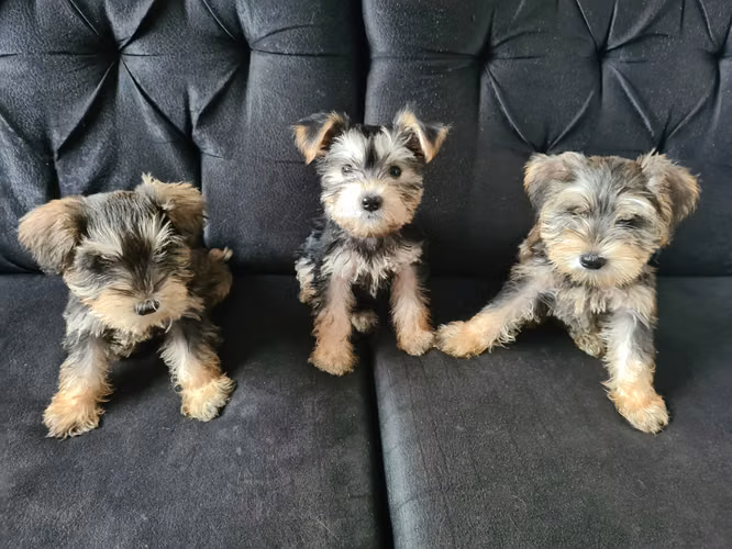 Schnauzer - Imagen 3