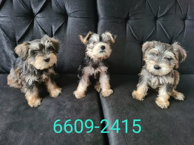 Schnauzer - Imagen 2