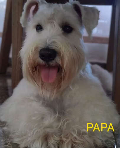 Schnauzer - Imagen 14