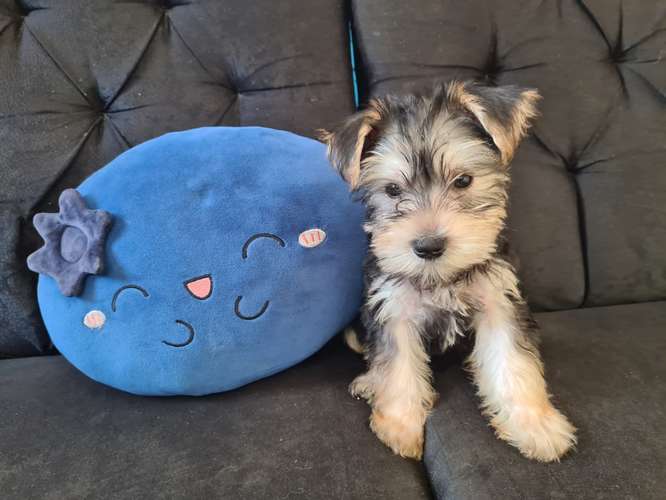 Schnauzer