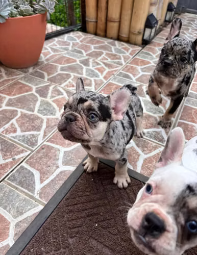 Cachorro bulldog francés 