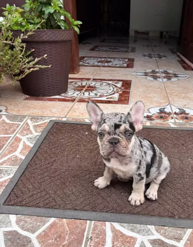 Cachorro bulldog francés 
