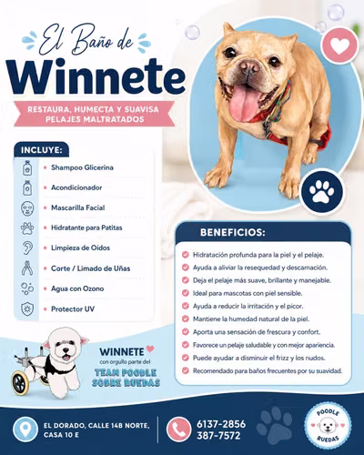 Peluquería Canina Y Felina en Panamá 