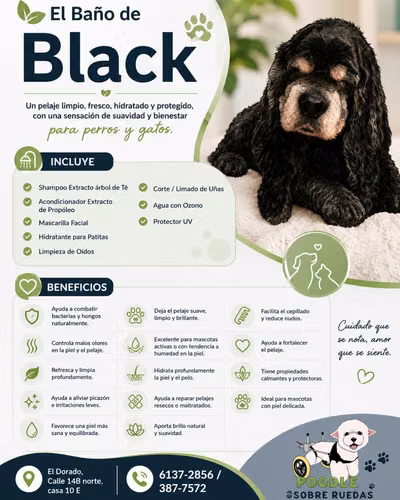 Peluquería Canina Y Felina en Panamá 