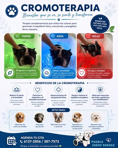 Peluquería Canina Y Felina en Panamá 