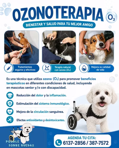Peluquería Canina Y Felina en Panamá 