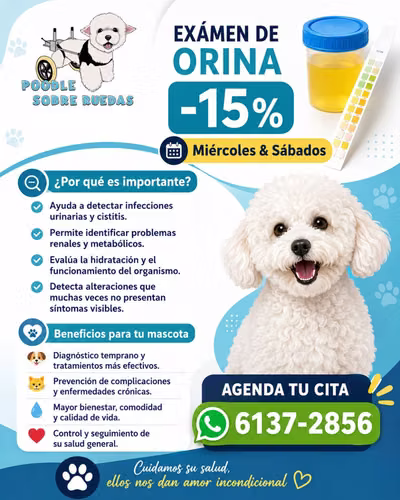 Peluquería Canina Y Felina en Panamá 