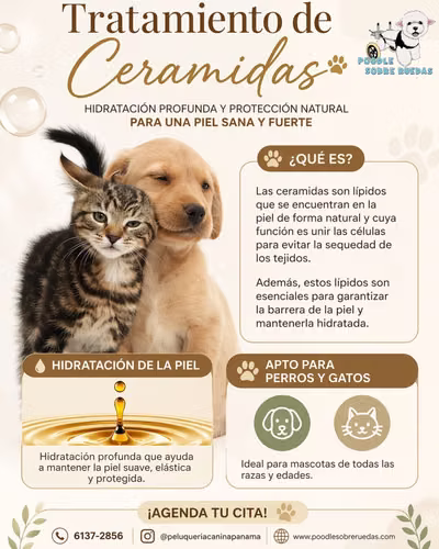 Peluquería Canina Y Felina en Panamá 