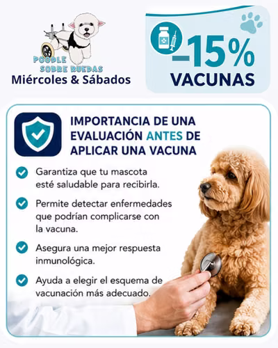 Peluquería Canina Y Felina en Panamá 