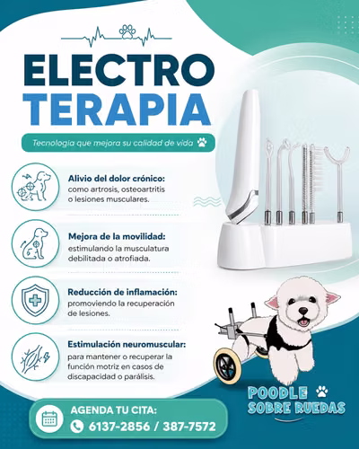 Peluquería Canina Y Felina en Panamá 