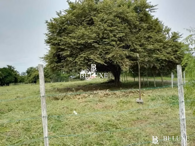 VENTA DE TERRENO EN NUEVA GORGONA CHAME (6)