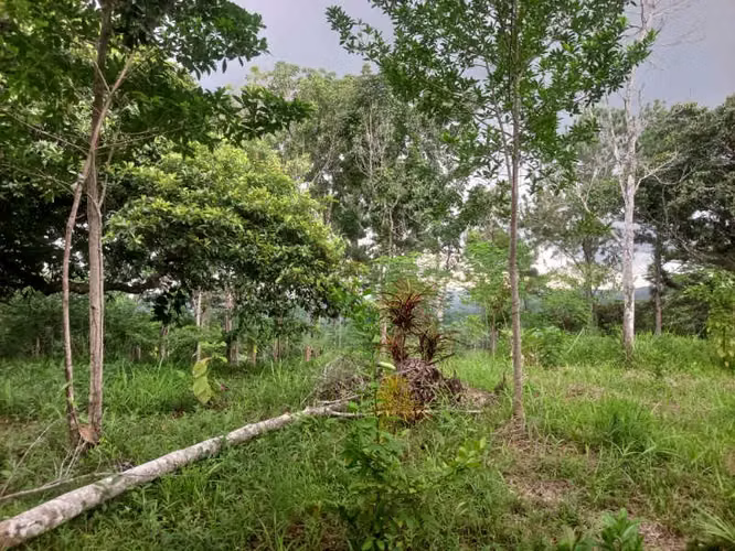 SE VENDE TERRENO EN RANA DE ORO, PEDREGAL