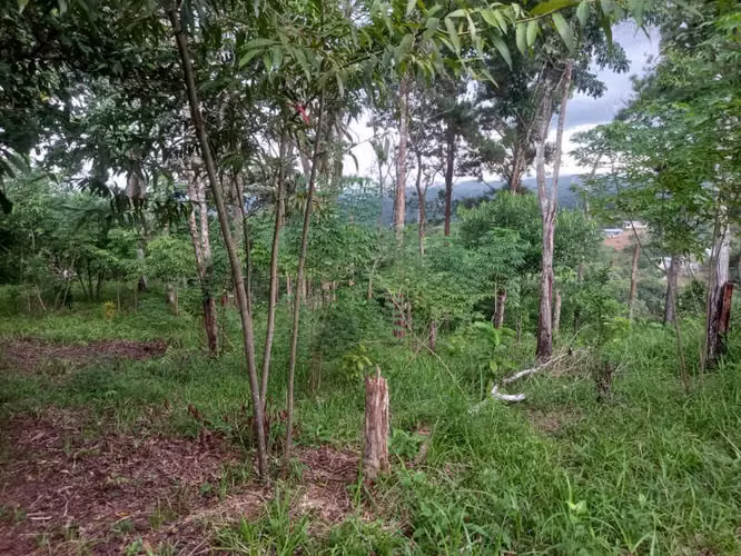 SE VENDE TERRENO EN RANA DE ORO, PEDREGAL