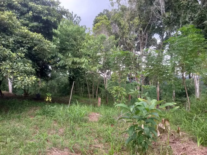 SE VENDE TERRENO EN RANA DE ORO, PEDREGAL