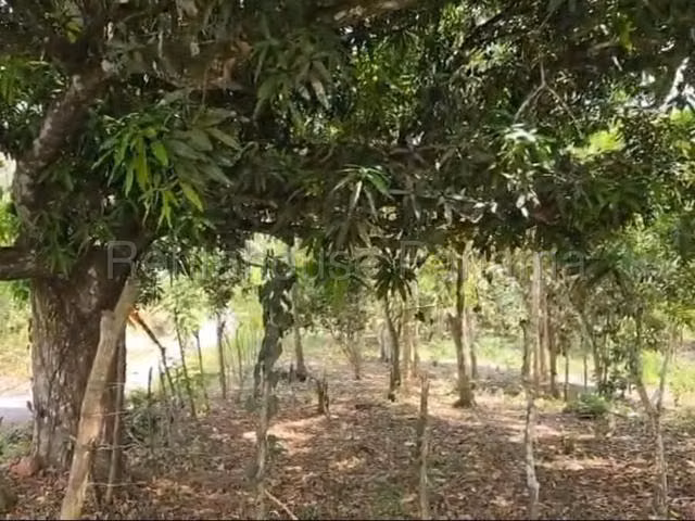Venta de terreno en El Sigual,La Chorrera, Oportunidad para desarrollar  - Imagen 5