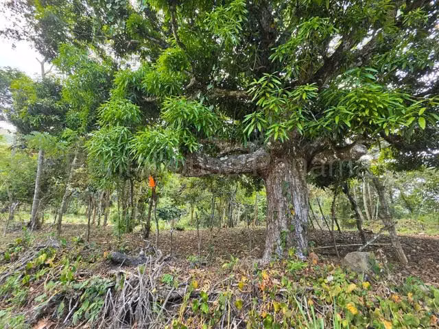 Venta de terreno en El Sigual,La Chorrera, Oportunidad para desarrollar  - Imagen 4