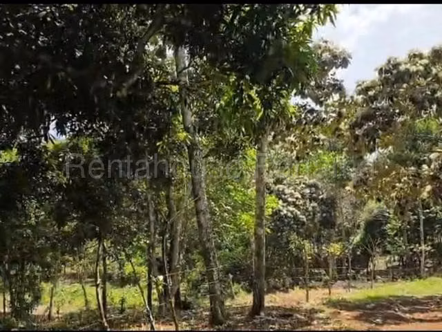 Venta de terreno en El Sigual,La Chorrera, Oportunidad para desarrollar  - Imagen 2