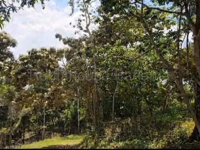 Venta de terreno en El Sigual,La Chorrera, Oportunidad para desarrollar  - Imagen 3