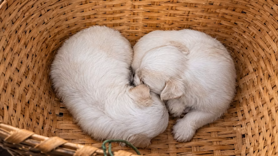 Cachorros Maltipoo venta  - Imagen 4