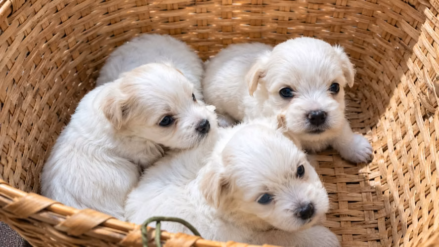 Cachorros Maltipoo venta  - Imagen 1