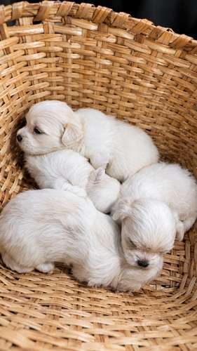 PUP MALTS