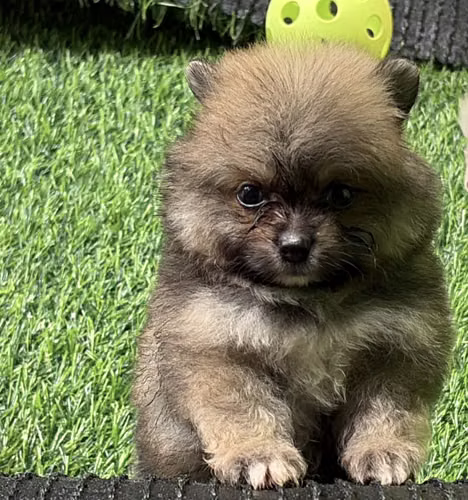 Machos pomerania - Imagen 4