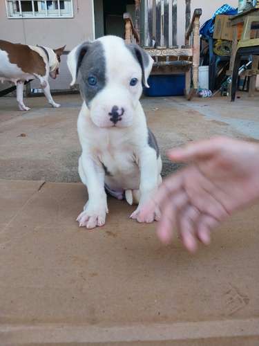 Hermosos cachorros Pitbull de un mes y medio listos para entregar . 